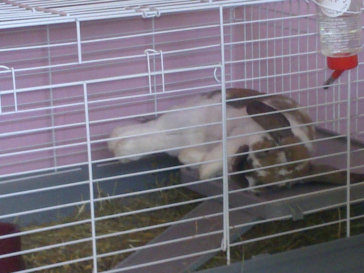 Kanin Nuga billede 19