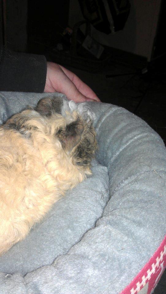 Marsvin solo  billede 3