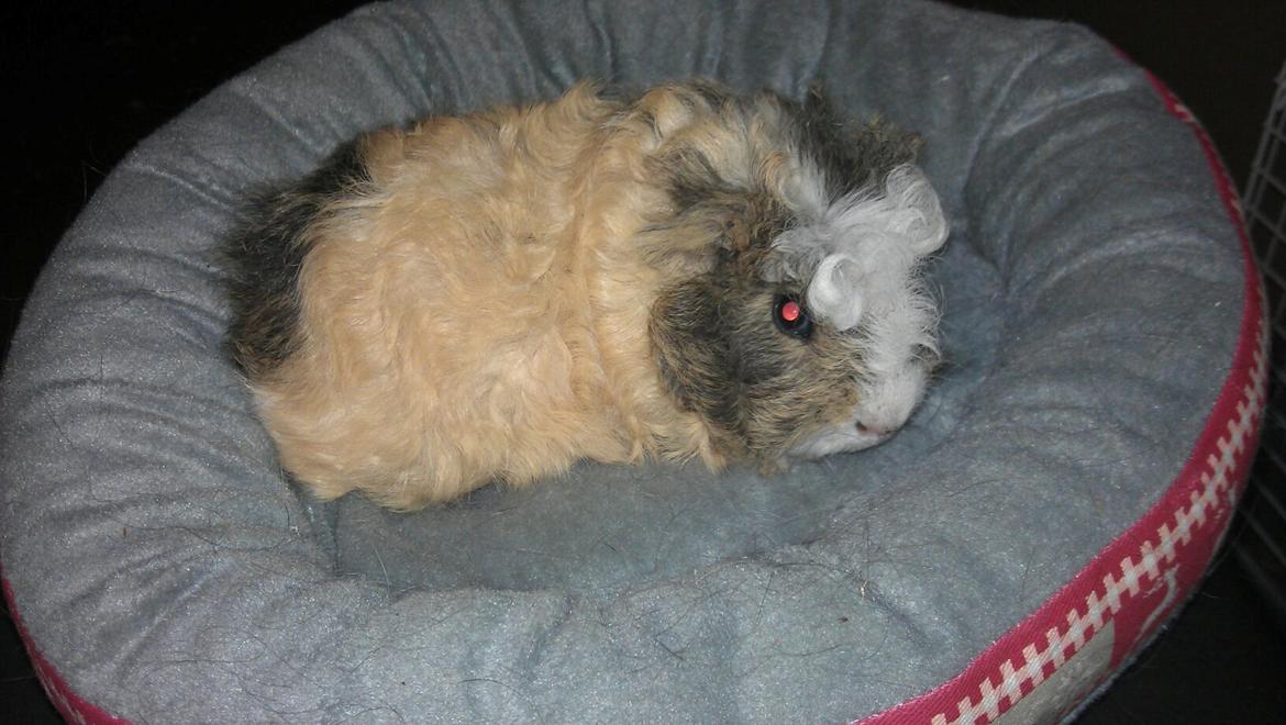 Marsvin solo  billede 4