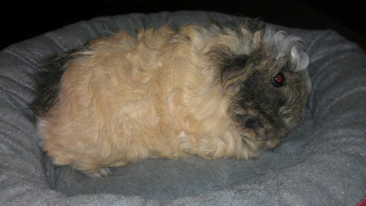 Marsvin solo  billede 5