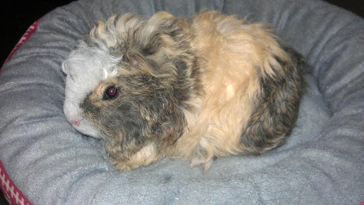 Marsvin solo  billede 6