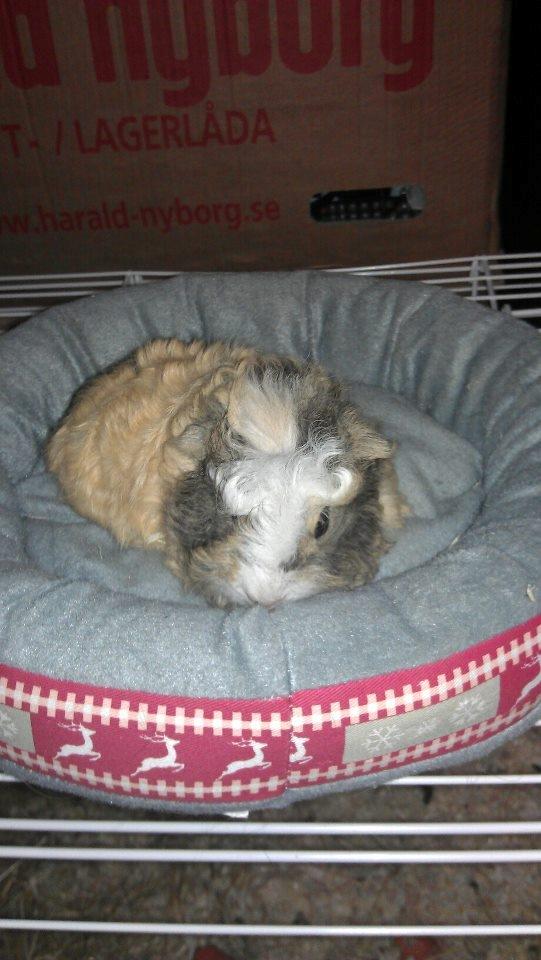 Marsvin solo  billede 7