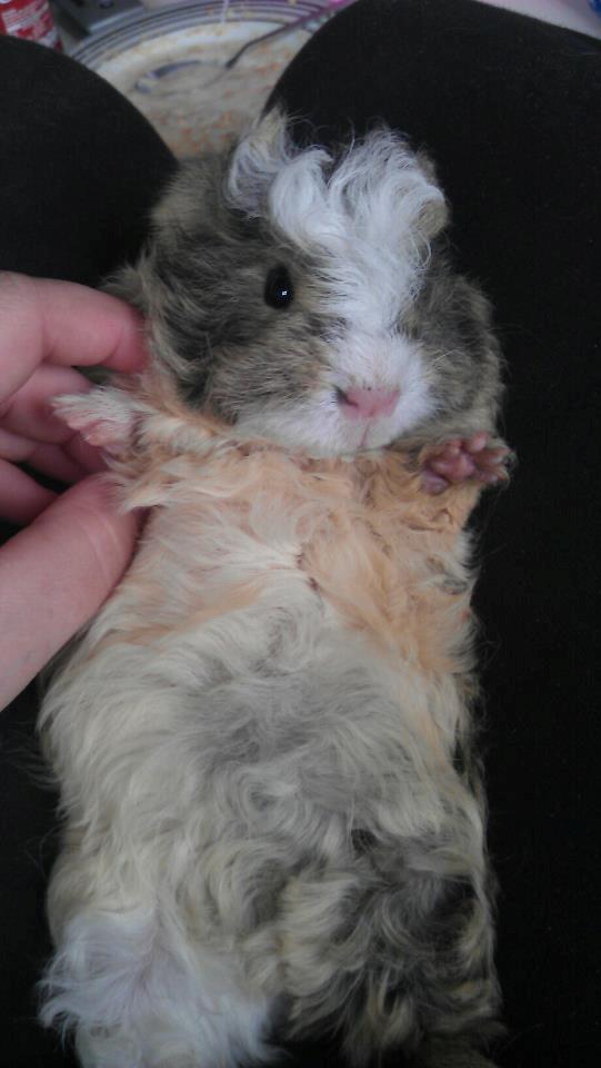 Marsvin solo  billede 8