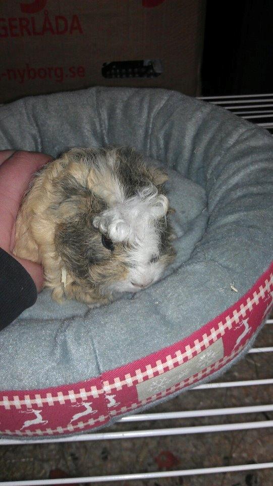 Marsvin solo  billede 9