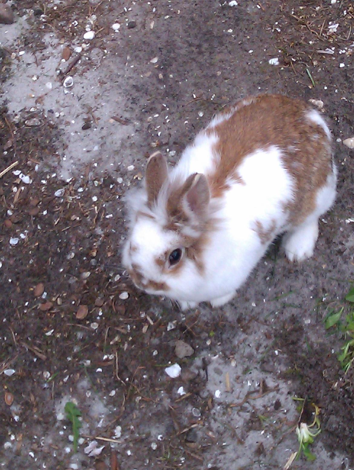 Kanin Ingemanns Misty. billede 6