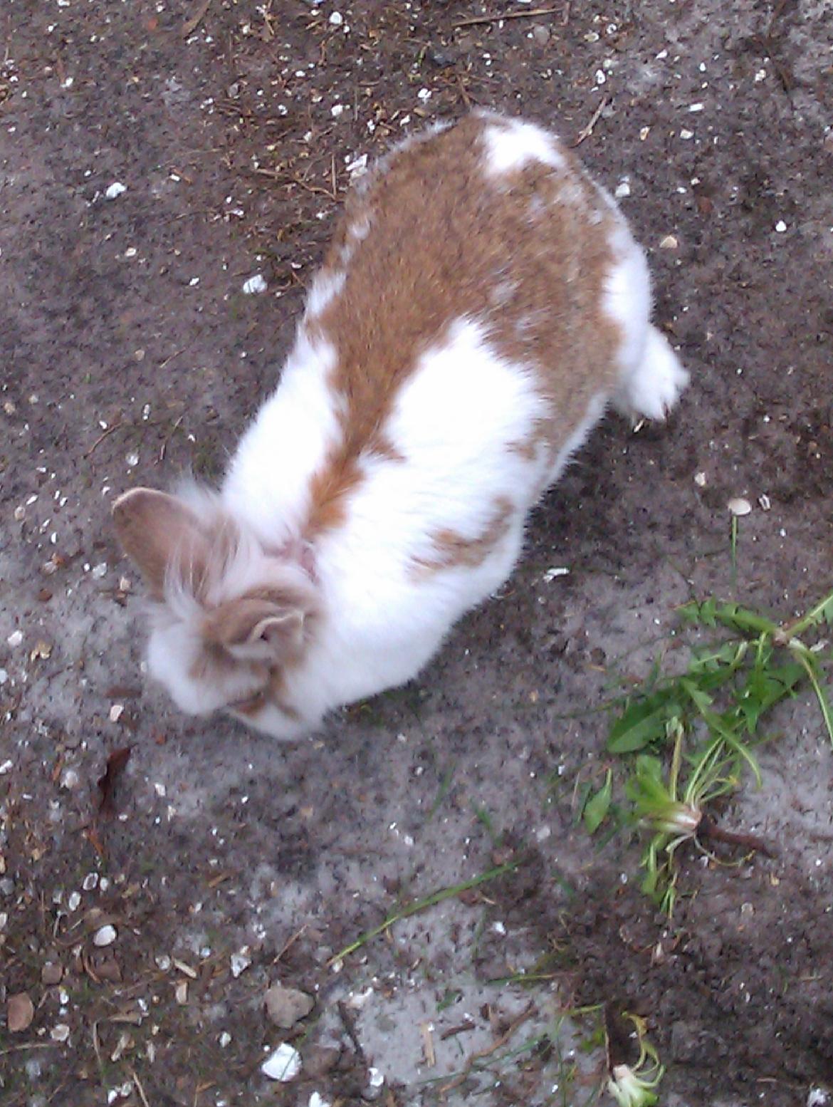 Kanin Ingemanns Misty. billede 9