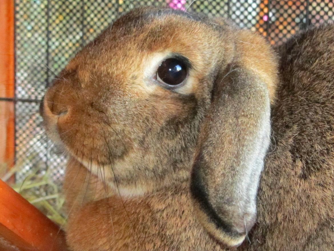 Kanin Bruno <3 - Der skal nok komme flere og bedre billeder af hende :o) billede 5