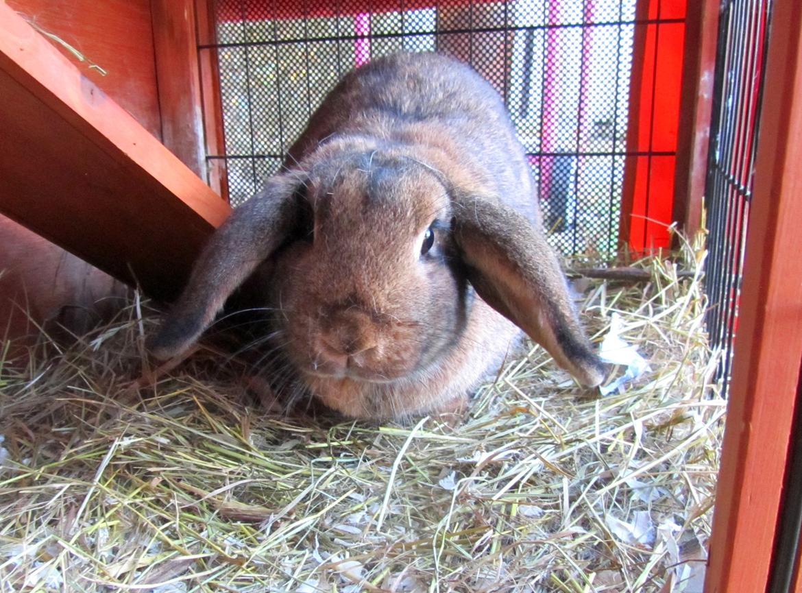 Kanin Bruno <3 billede 2