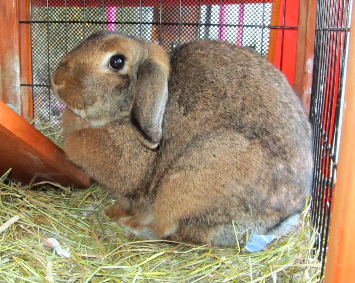 Kanin Bruno <3 billede 3