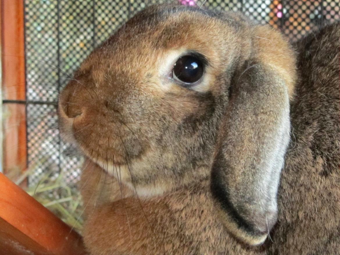 Kanin Bruno <3 - Velkommen til Brunos profil :o) <3 billede 1