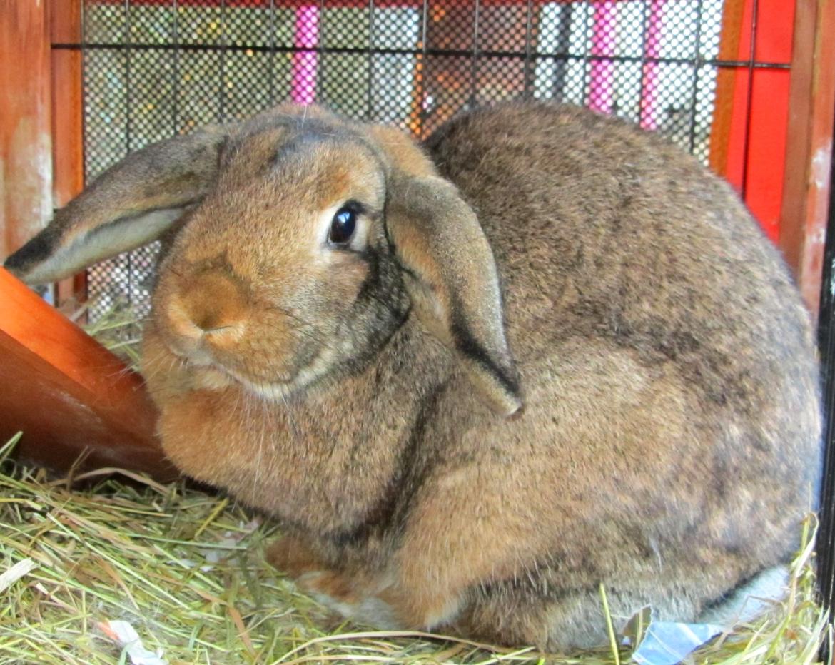 Kanin Bruno <3 billede 4