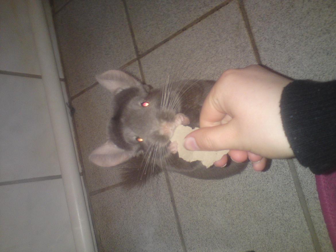 Chinchilla Nougat billede 8