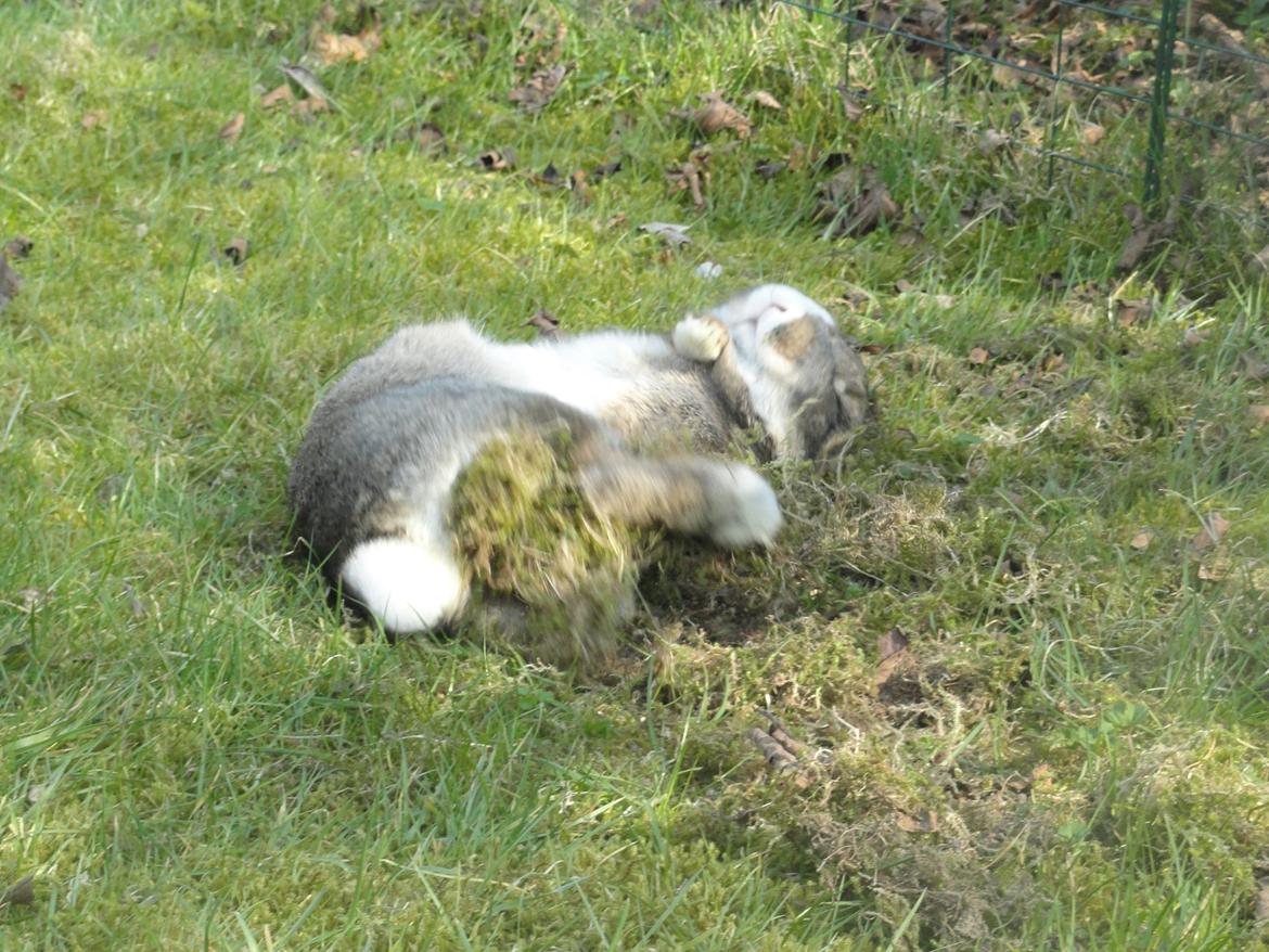 Kanin Safira billede 12