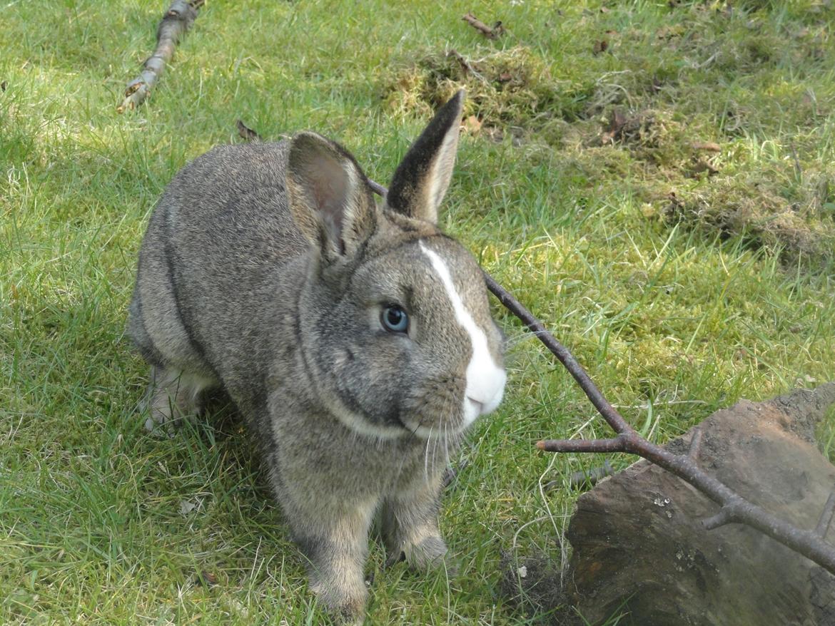 Kanin Safira billede 13