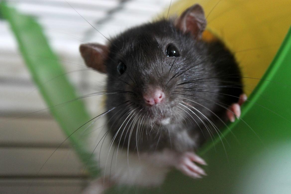 Tamrotte Baad's Julius Cæsar billede 1