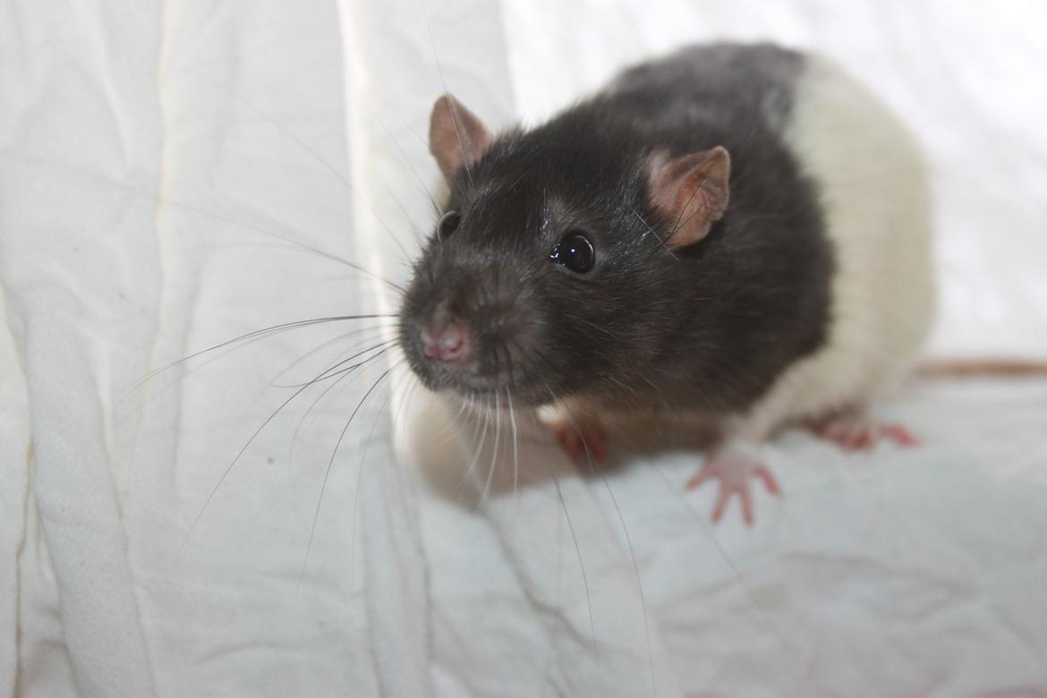 Tamrotte Baad's Julius Cæsar billede 2