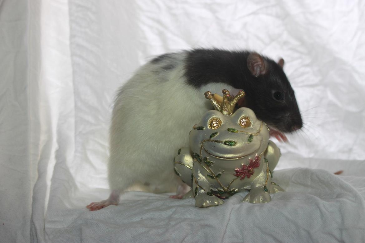 Tamrotte Baad's Julius Cæsar billede 3