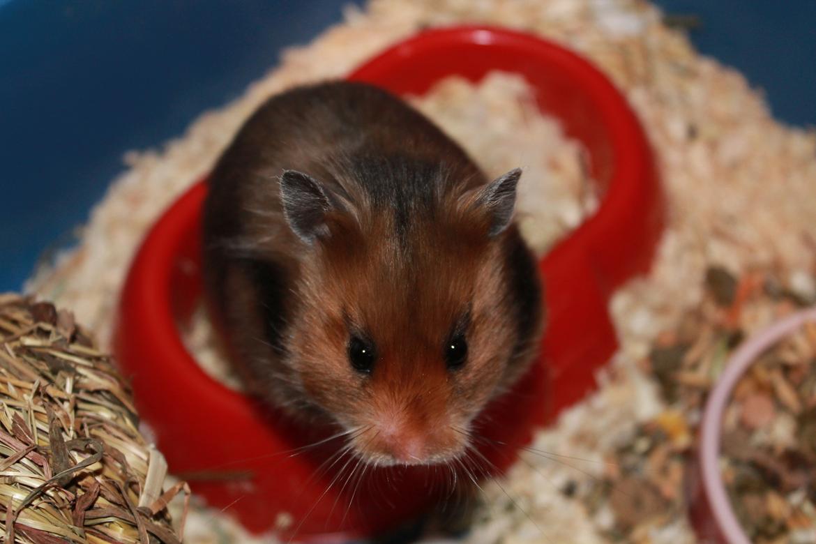 Hamster Bakkehavens Putte billede 18