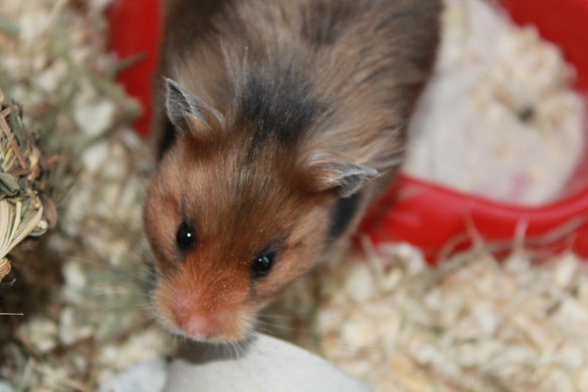 Hamster Bakkehavens Putte billede 20