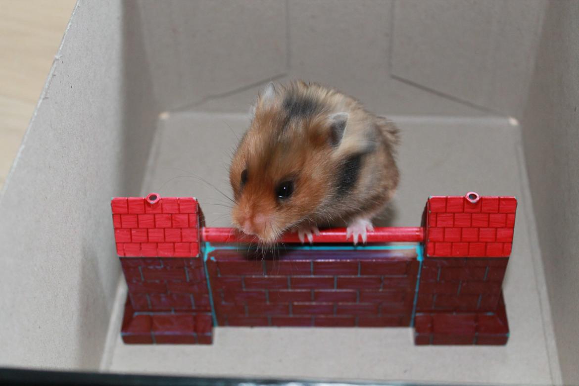 Hamster Bakkehavens Putte - Putte springer billede 15