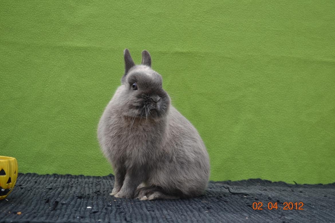 Kanin Bello *hermelin* billede 5