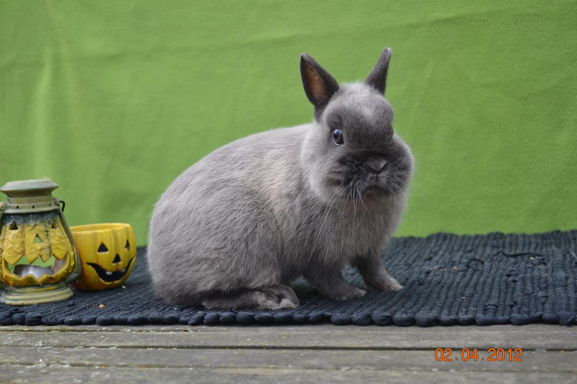 Kanin Bello *hermelin* billede 6