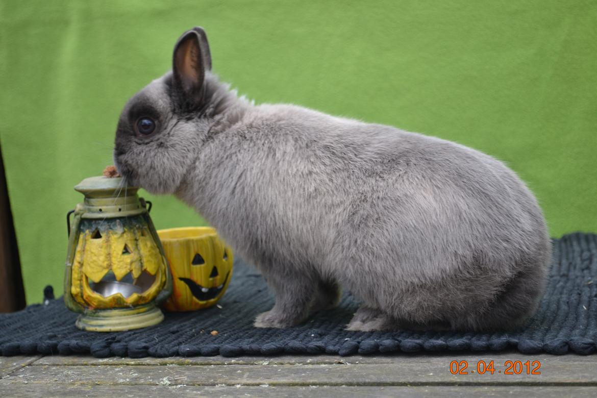 Kanin Bello *hermelin* billede 4