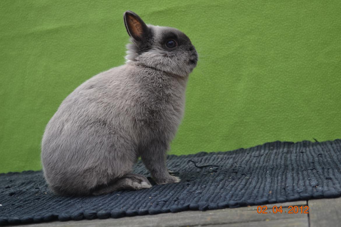 Kanin Bello *hermelin* billede 7