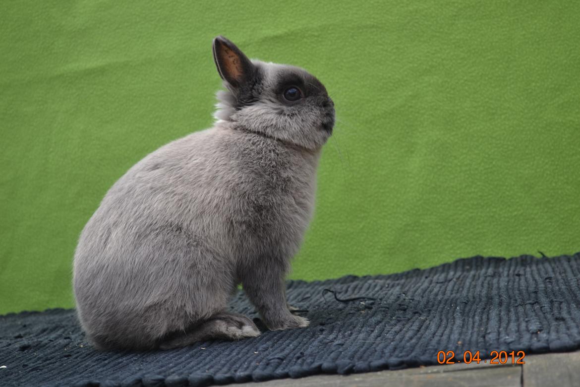 Kanin Bello *hermelin* billede 8