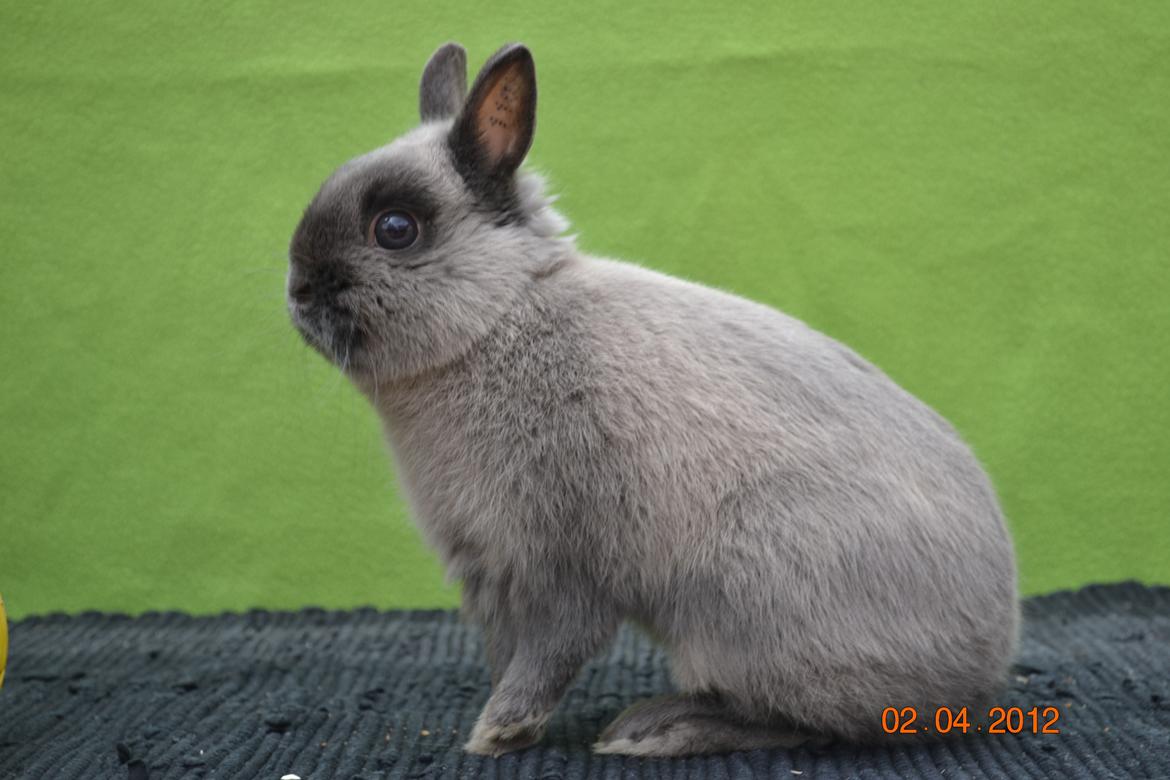 Kanin Bello *hermelin* billede 9