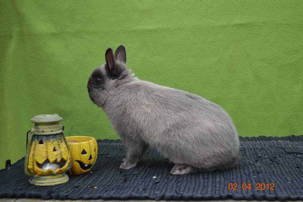 Kanin Bello *hermelin* billede 10