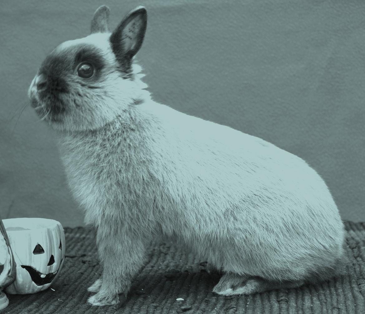 Kanin Bello *hermelin* billede 1