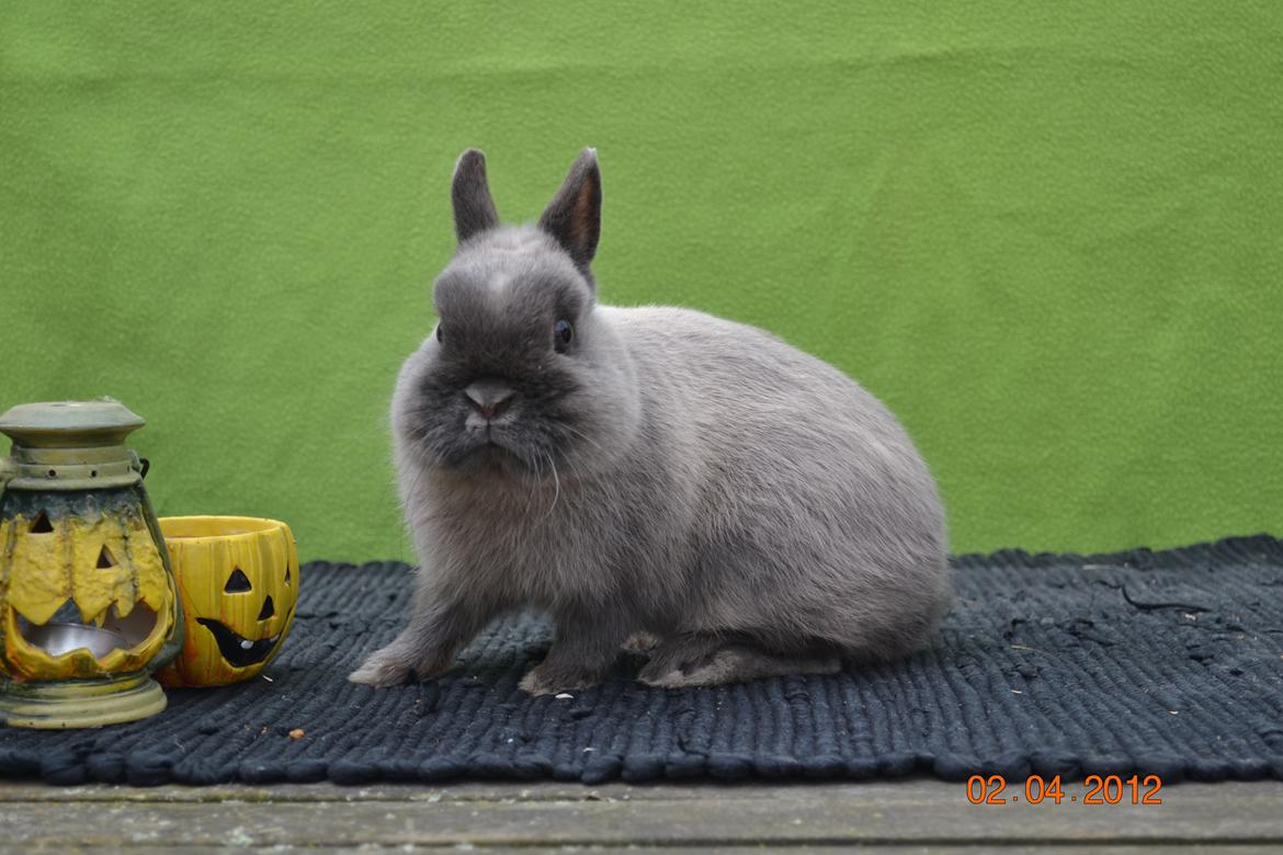 Kanin Bello *hermelin* billede 11