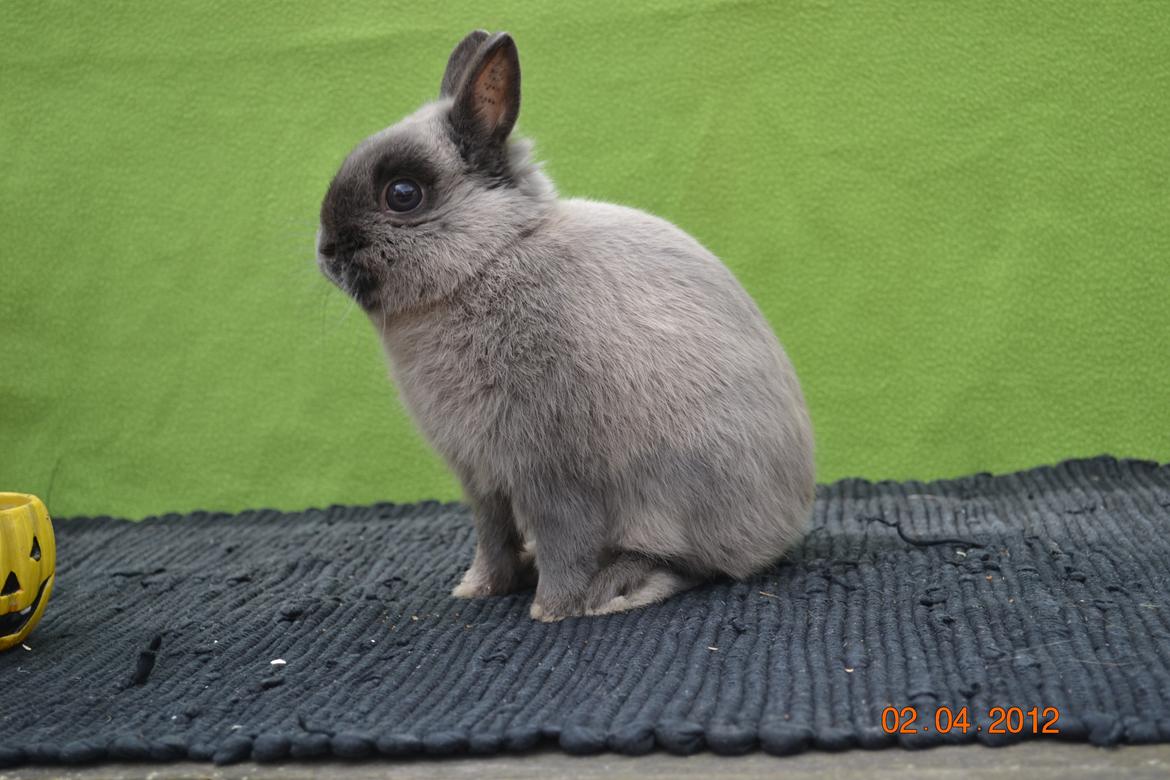 Kanin Bello *hermelin* billede 12