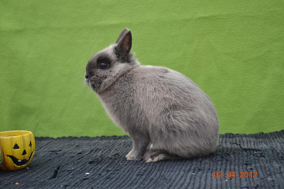 Kanin Bello *hermelin* billede 13