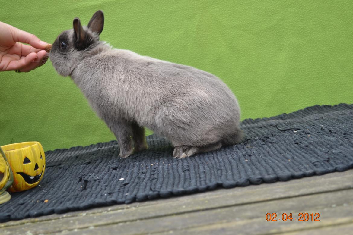 Kanin Bello *hermelin* billede 14