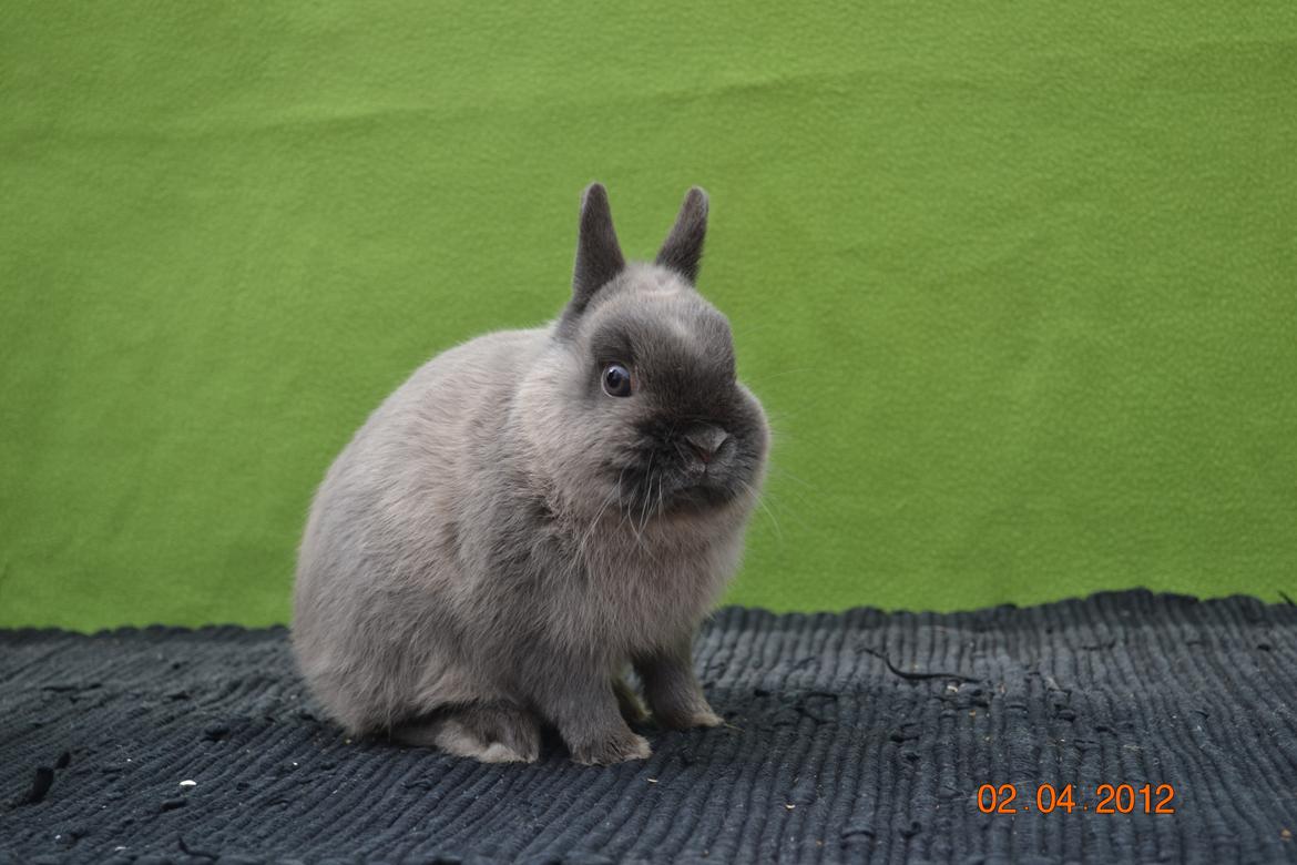 Kanin Bello *hermelin* billede 15