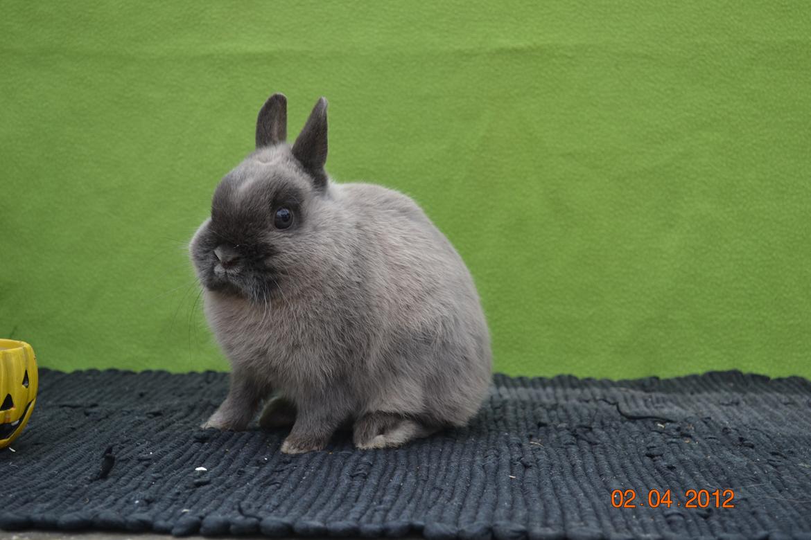Kanin Bello *hermelin* billede 16