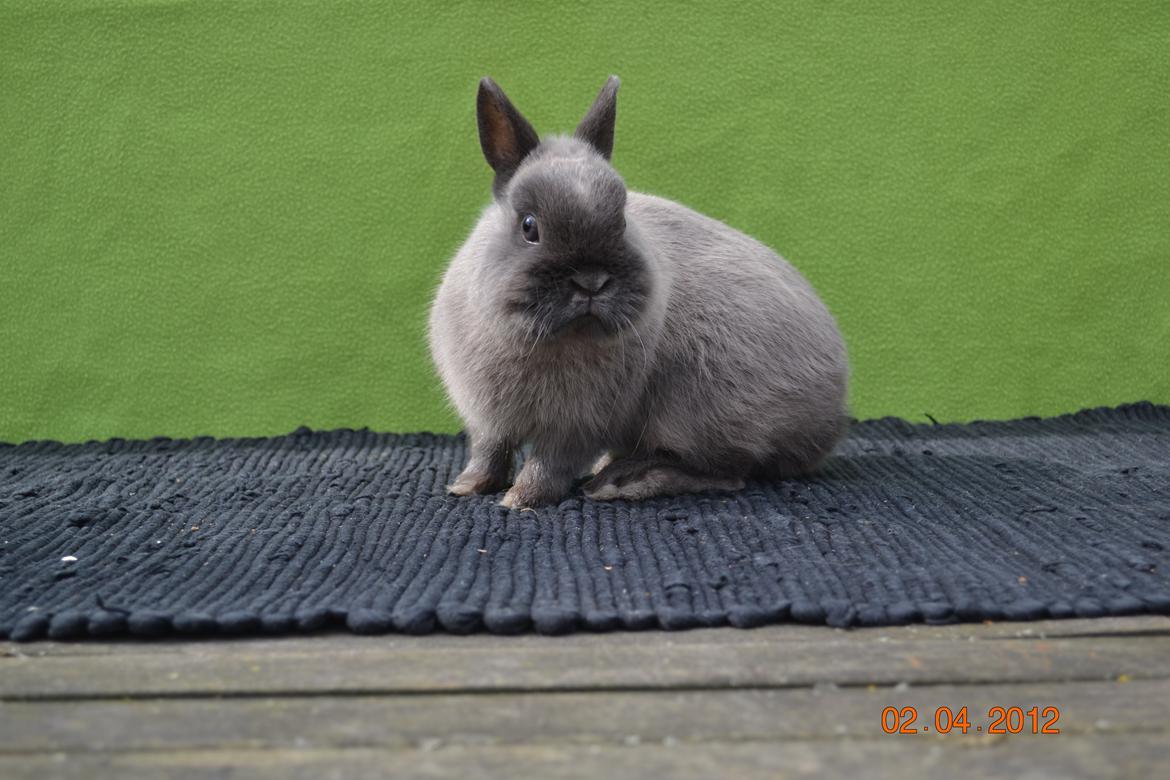 Kanin Bello *hermelin* billede 17