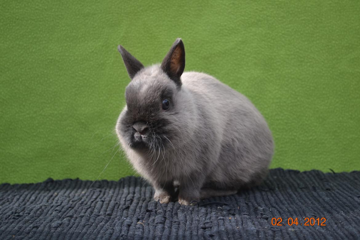 Kanin Bello *hermelin* billede 18