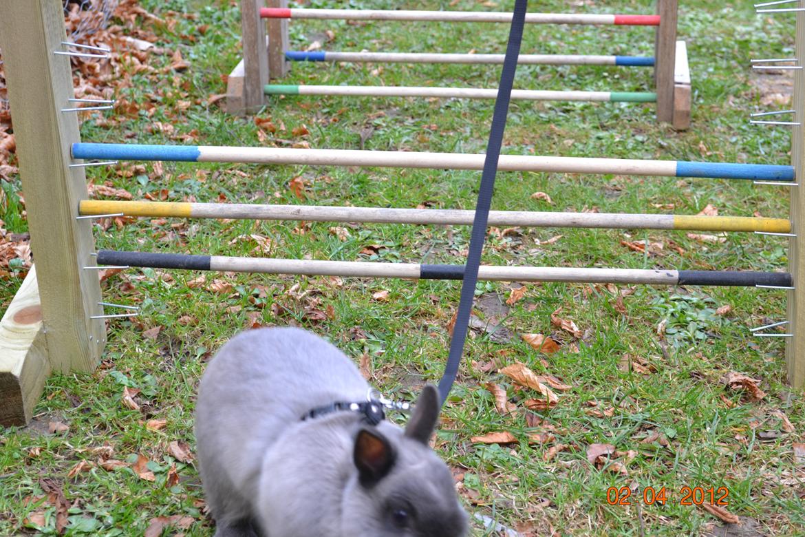 Kanin Bello *hermelin* billede 19