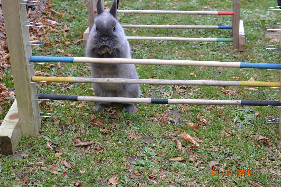 Kanin Bello *hermelin* billede 20