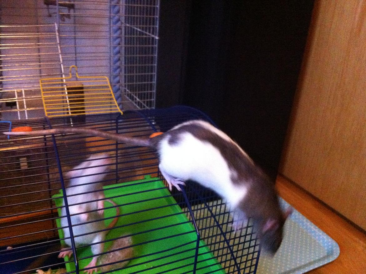 Tamrotte > Nala <   RIP <3 billede 11