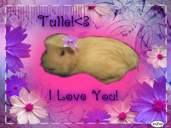 Marsvin Tulle!!!<3 - Miin dejlige lille prinsesse!<3 billede 3