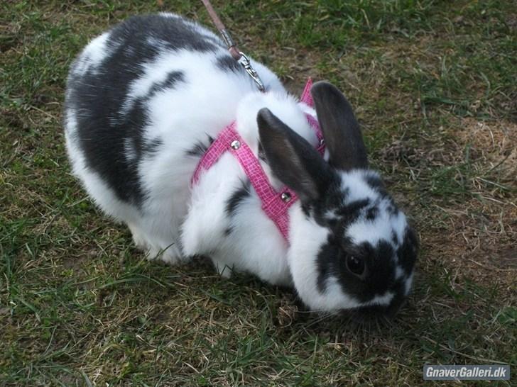 Kanin Hoppsernes Fiona billede 14