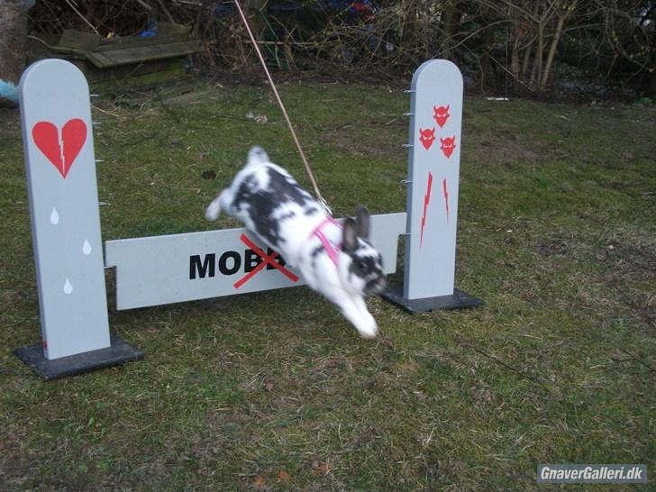 Kanin Hoppsernes Fiona billede 1