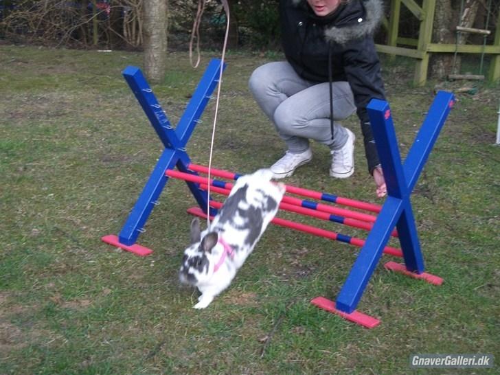 Kanin Hoppsernes Fiona billede 16