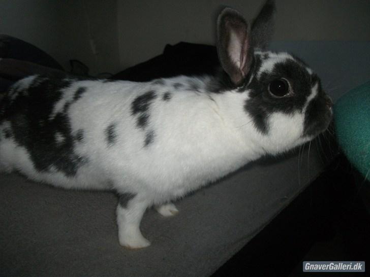 Kanin Hoppsernes Fiona billede 17