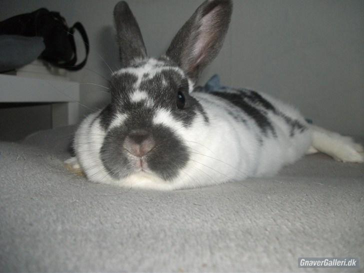 Kanin Hoppsernes Fiona billede 19