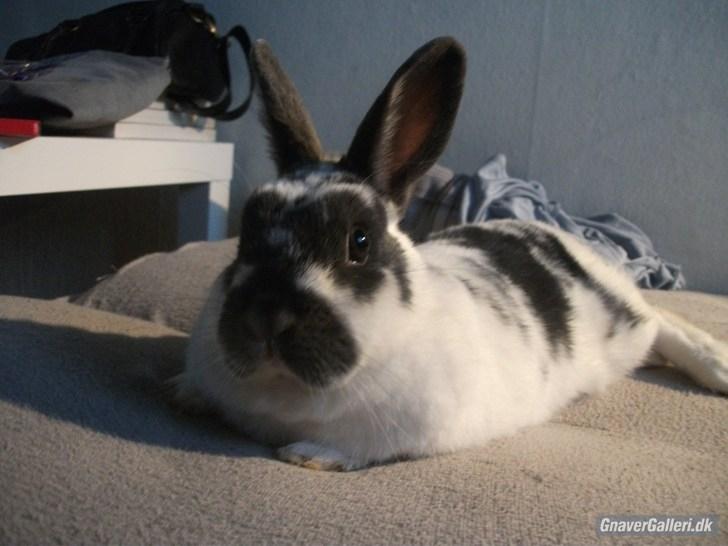 Kanin Hoppsernes Fiona billede 20